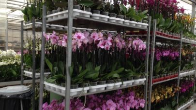 Tralle med orkideer ASE 2015
